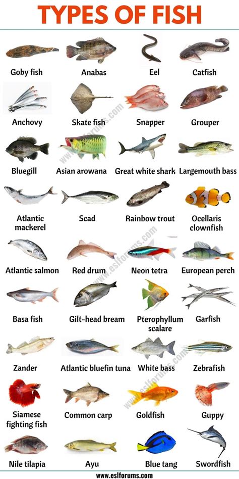 Fish and Chios: A Delicacy on the Menu of Sea Predators